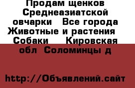 Продам щенков Среднеазиатской овчарки - Все города Животные и растения » Собаки   . Кировская обл.,Соломинцы д.